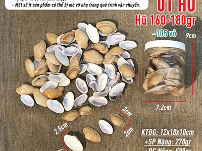 Vỏ sò lụa vàng (Ốc chíp chíp) hủ 160-180gr (90-100 cái) VOSO-CHIP-01
